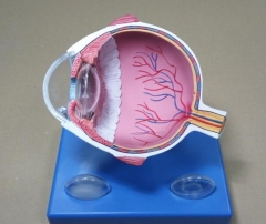 The model of eyeball imaging